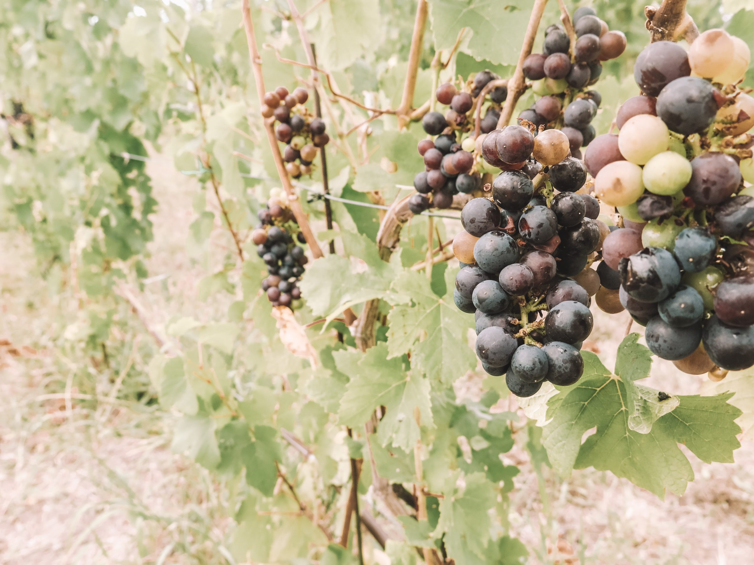 Old Mission Peninsula Wine Tasting