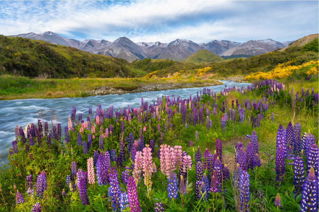 New Zealand, A Story of Unplanned Adventures!